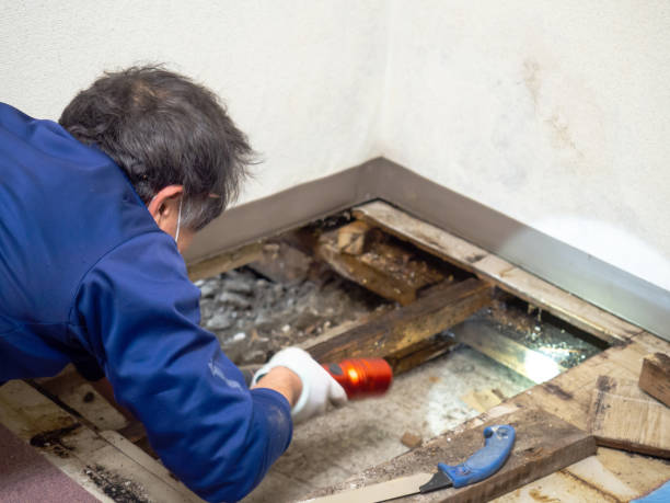 Best Local Mold Removal Service  in Baraga, MI