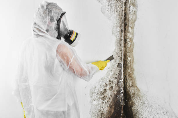 Best Local Mold Removal Service  in Baraga, MI