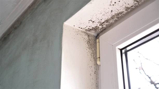 Best Black Mold Removal  in Baraga, MI