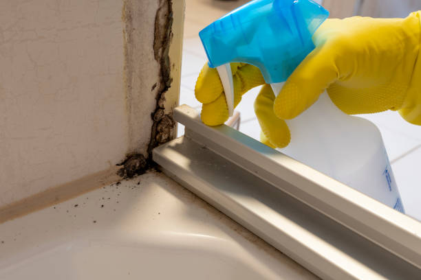 Best Mold Removal and Inspection  in Baraga, MI