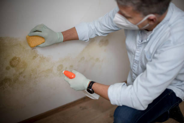 Best Mold Testing and Removal  in Baraga, MI