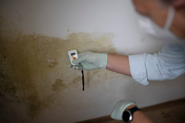 Mold Removal and Inspection in Baraga, MI