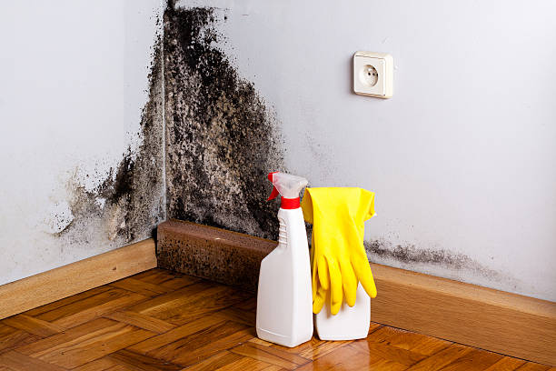 Best Best Mold Removal Companies  in Baraga, MI