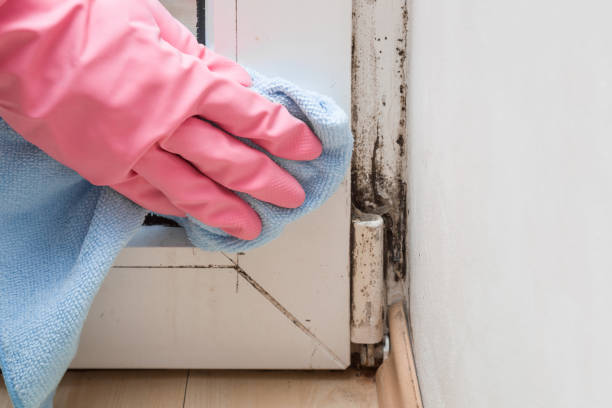 Best Attic Mold Removal  in Baraga, MI