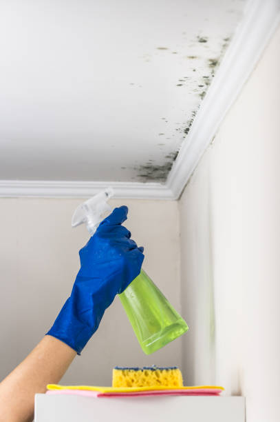Best Residential Mold Removal  in Baraga, MI