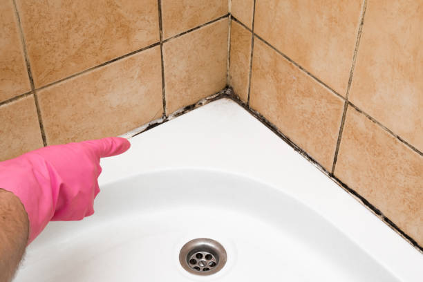 Attic Mold Removal in Baraga, MI